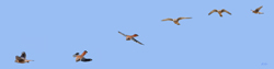 American Kestrel Hunting